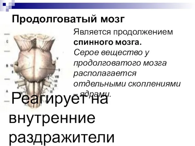 Является продолжением спинного мозга. Серое вещество у продолговатого мозга располагается отдельными скоплениями