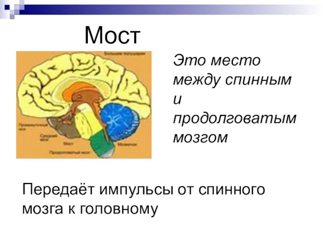 Это место между спинным и продолговатым мозгом Мост Передаёт импульсы от спинного мозга к головному