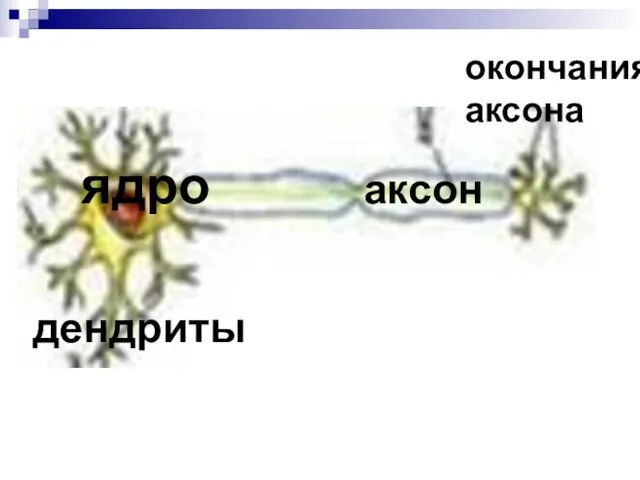 ядро дендриты аксон окончания аксона