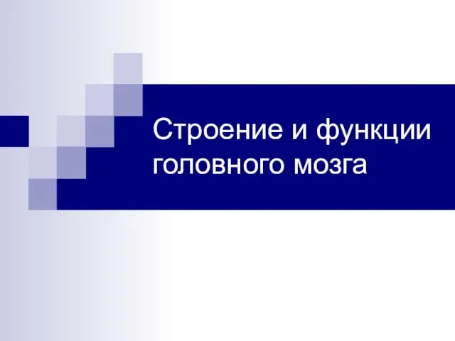 Строение и функции головного мозга