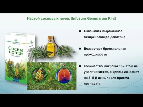 Настой сосновых почек (Infusum Gemmarum Rini) Оказывает выраженное отхаркивающее действие Возрастает бронхиальная