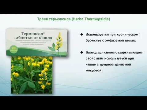 Трава термопсиса (Herba Thermopsidis) Используется при хроническом бронхите с эмфиземой легких Благодаря