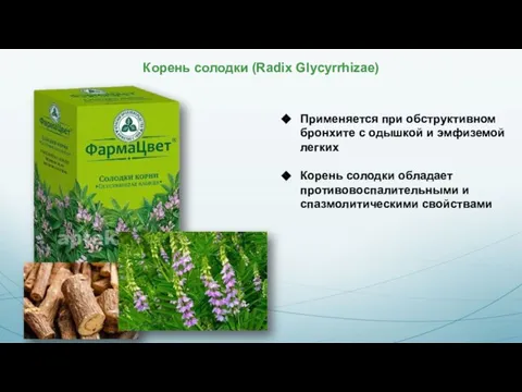 Корень солодки (Radix Glycyrrhizae) Применяется при обструктивном бронхите с одышкой и эмфиземой