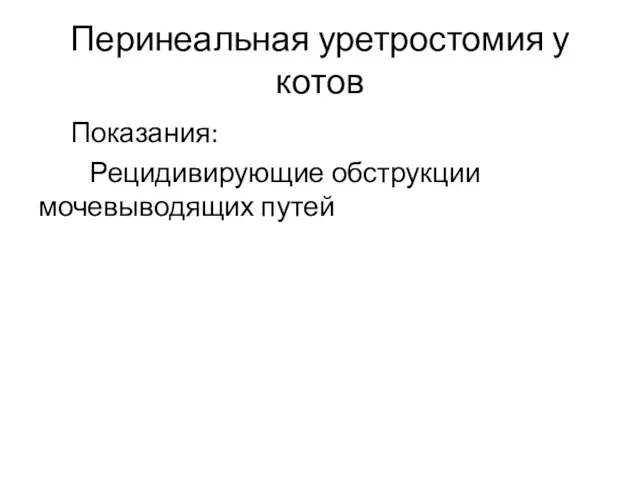 Перинеальная уретростомия у котов Показания: Рецидивирующие обструкции мочевыводящих путей