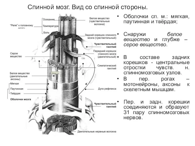 Спинной мозг. Вид со спинной стороны. Оболочки сп. м.: мягкая, паутинная и