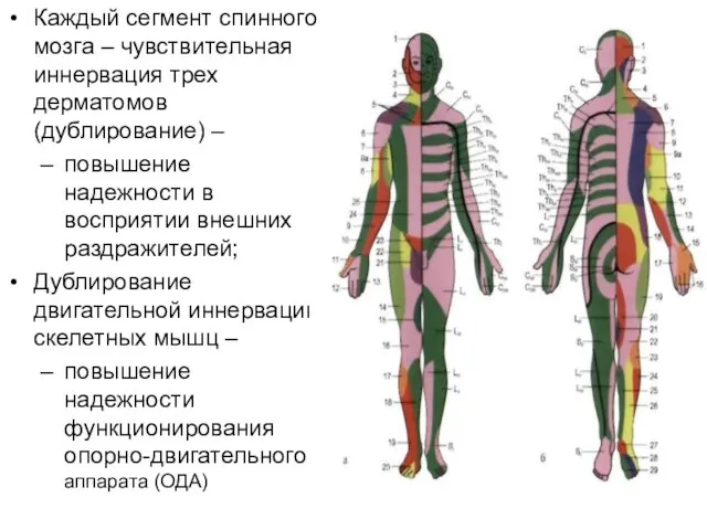 Каждый сегмент спинного мозга – чувствительная иннервация трех дерматомов (дублирование) – повышение