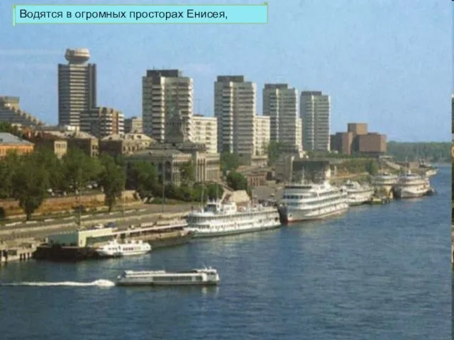 Водятся в огромных просторах Енисея,