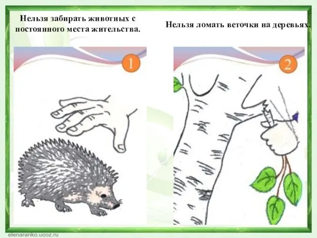 Нельзя забирать животных с постоянного места жительства. Нельзя ломать веточки на деревьях.