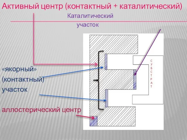 Активный центр (контактный + каталитический) Каталитический участок «якорный» (контактный) участок аллостерический центр