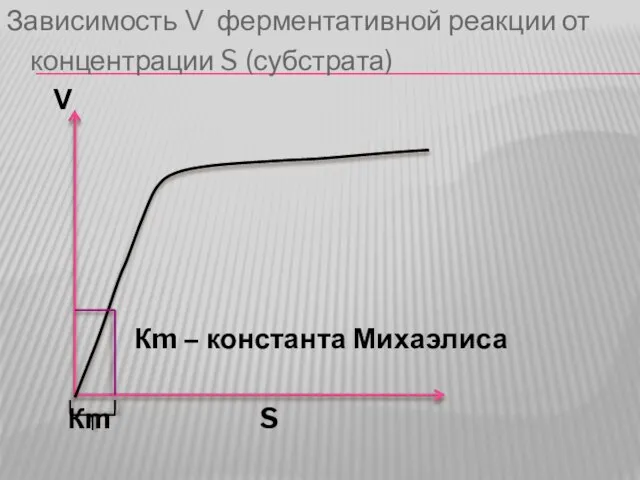 Зависимость V ферментативной реакции от концентрации S (субстрата) V Кm – константа Михаэлиса Кm S