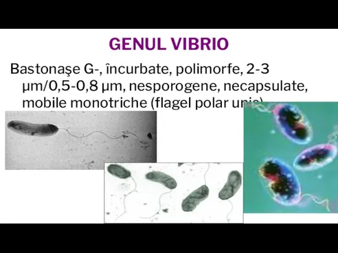 GENUL VIBRIO Bastonaşe G-, încurbate, polimorfe, 2-3 µm/0,5-0,8 µm, nesporogene, necapsulate, mobile monotriche (flagel polar unic).
