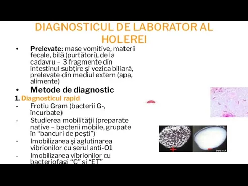 DIAGNOSTICUL DE LABORATOR AL HOLEREI Prelevate: mase vomitive, materii fecale, bilă (purtători),