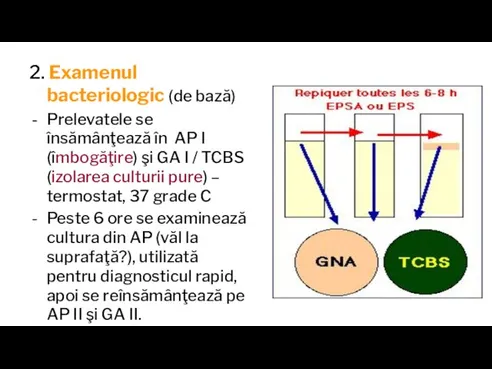 2. Examenul bacteriologic (de bază) Prelevatele se însămânţează în AP I (îmbogăţire)