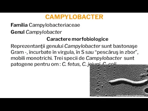 CAMPYLOBACTER Familia Campylobacteriaceae Genul Campylobacter Caractere morfobiologice Reprezentanţii genului Campylobacter sunt bastonaşe