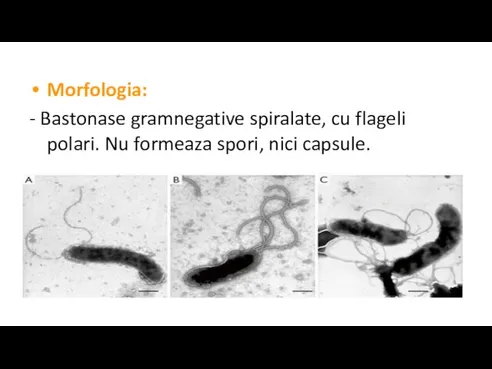 Morfologia: - Bastonase gramnegative spiralate, cu flageli polari. Nu formeaza spori, nici capsule.