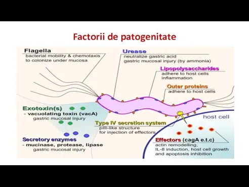 Factorii de patogenitate