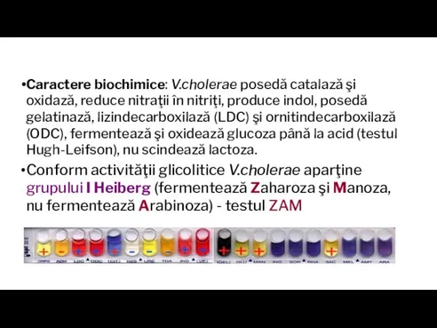 Caractere biochimice: V.cholerae posedă catalază şi oxidază, reduce nitraţii în nitriţi, produce