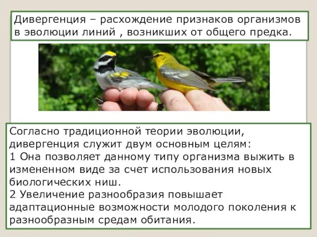 Дивергенция – расхождение признаков организмов в эволюции линий , возникших от общего