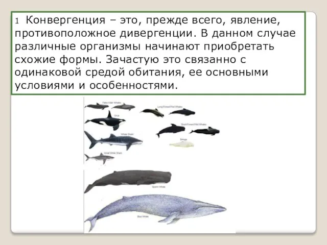 1 Конвергенция – это, прежде всего, явление, противоположное дивергенции. В данном случае