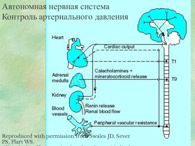 Автономная нервная система Контроль артериального давления Reproduced with permission from Swales JD,