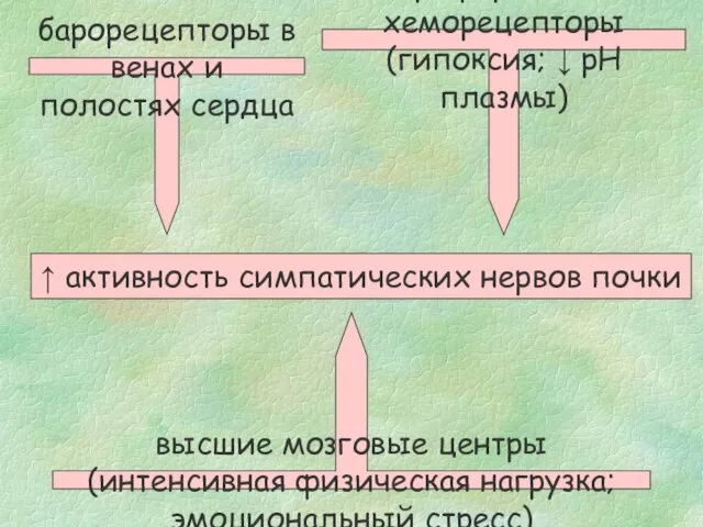 ↑ активность симпатических нервов почки барорецепторы в венах и полостях сердца периферические