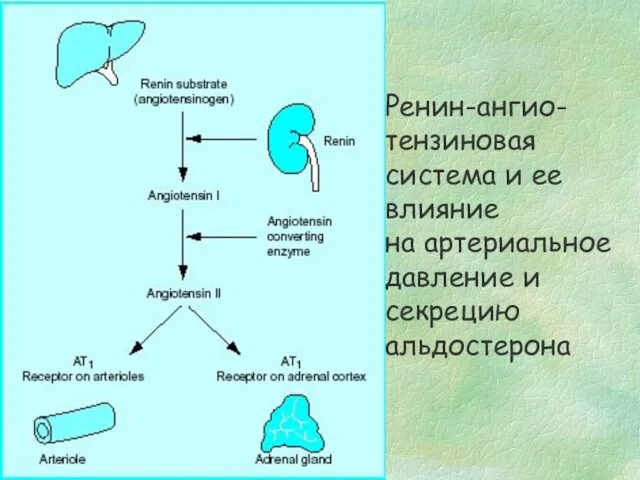 Ренин-ангио- тензиновая система и ее влияние на артериальное давление и секрецию альдостерона