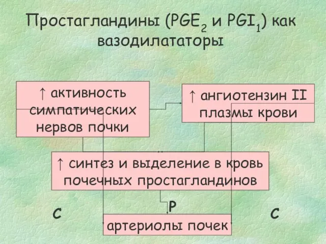 ↑ активность симпатических нервов почки ↑ ангиотензин II плазмы крови ↑ синтез