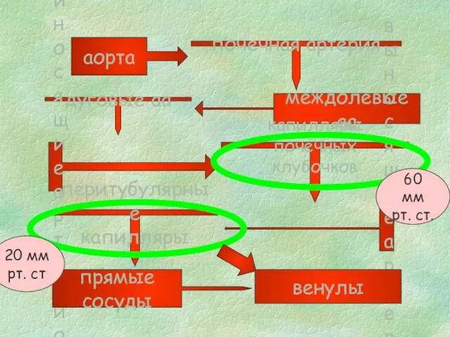 аорта почечная артерия междолевые аа дуговые аа приносящие артериолы капилляры почечных клубочков