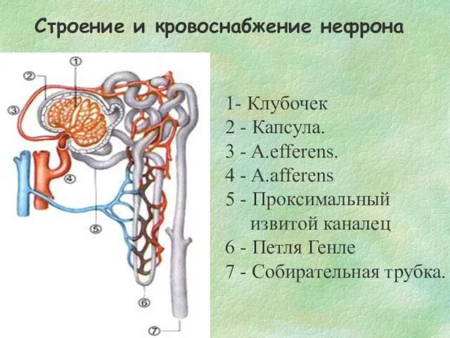 1- Клубочек 2 - Капсула. 3 - A.efferens. 4 - A.afferens 5