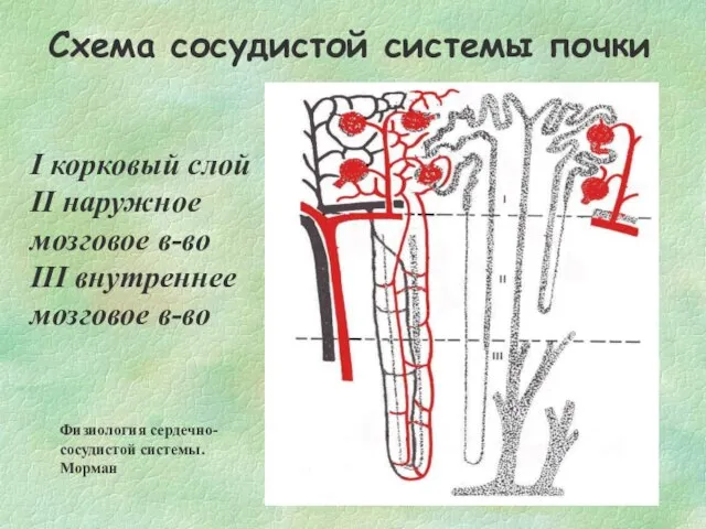 Схема сосудистой системы почки I корковый слой II наружное мозговое в-во III