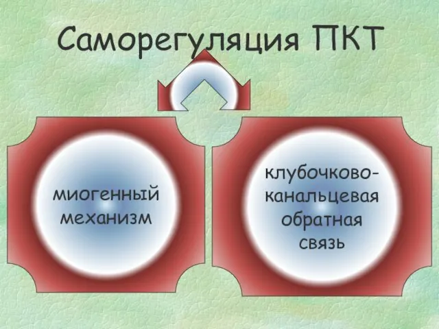 Саморегуляция ПКТ Home_inside: механизм полностью внутрипочечный - может работать в условиях изолированной