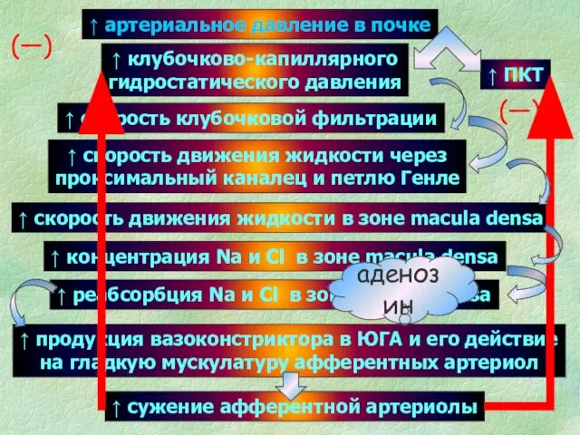 ↑ артериальное давление в почке ↑ ПКТ ↑ клубочково-капиллярного гидростатического давления ↑