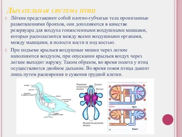 Дыхательная система птиц Лёгкие представляют собой плотно-губчатые тела пронизанные разветвлениями бронхов, они