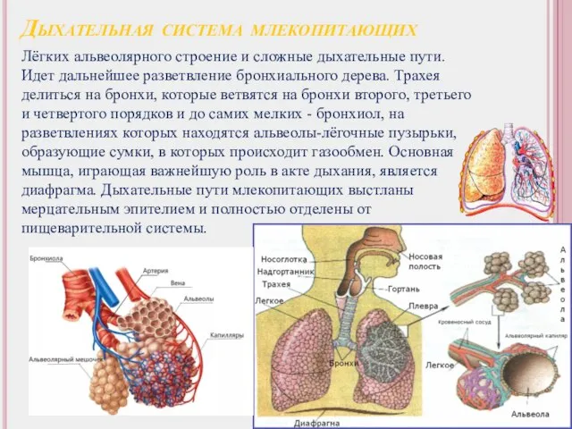 Дыхательная система млекопитающих Лёгких альвеолярного строение и сложные дыхательные пути. Идет дальнейшее