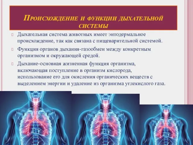 Происхождение и функции дыхательной системы Дыхательная система животных имеет энтодермальное происхождение, так