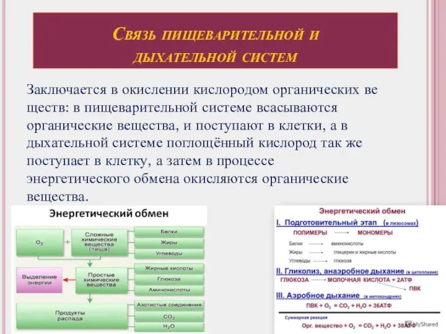 Связь пи­ще­ва­ри­тель­ной и ды­ха­тель­ной си­стем Заключается в окис­ле­нии кис­ло­ро­дом органических ве­ществ: в