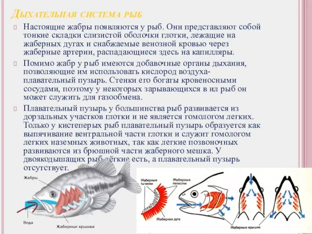 Дыхательная система рыб Настоящие жабры появляются у рыб. Они представляют собой тонкие