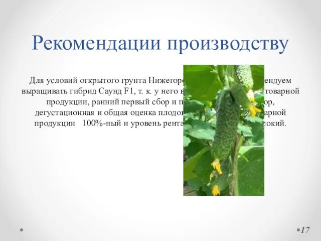 Рекомендации производству Для условий открытого грунта Нижегородской области рекомендуем выращивать гибрид Саунд