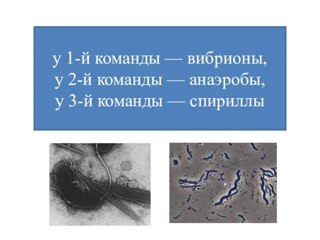 у 1-й команды — вибрионы, у 2-й команды — анаэробы, у 3-й команды — спириллы