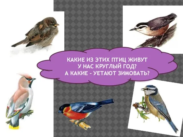 КАКИЕ ИЗ ЭТИХ ПТИЦ ЖИВУТ У НАС КРУГЛЫЙ ГОД? А КАКИЕ – УЕТАЮТ ЗИМОВАТЬ?