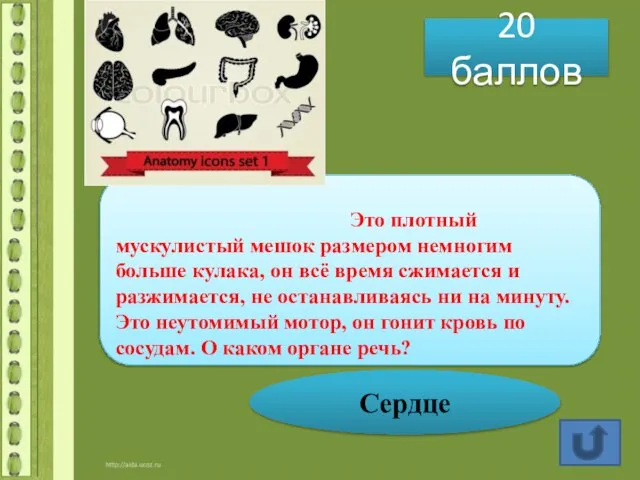 20 баллов Это плотный мускулистый мешок размером немногим больше кулака, он всё