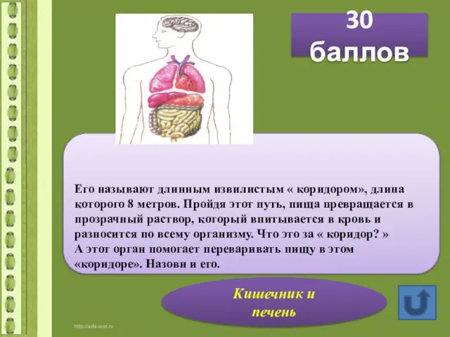 30 баллов Его называют длинным извилистым « коридором», длина которого 8 метров.