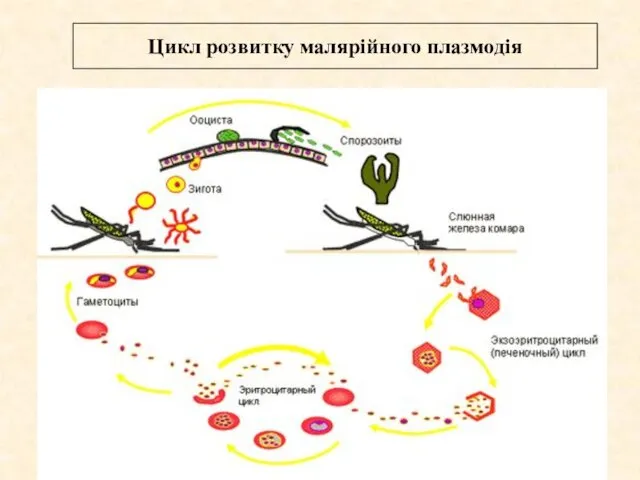 Цикл розвитку малярiйного плазмодiя