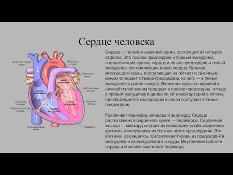 Сердце человека Сердце — полый мышечный орган, состоящий из четырёх отделов. Это
