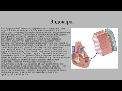 Эндокард Во внутренней оболочке сердца различают следующие слои: эндотелий, выстилающий изнутри полости