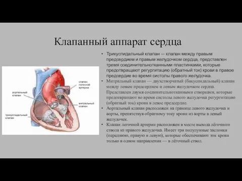Клапанный аппарат сердца Трикуспидальный клапан — клапан между правым предсердием и правым