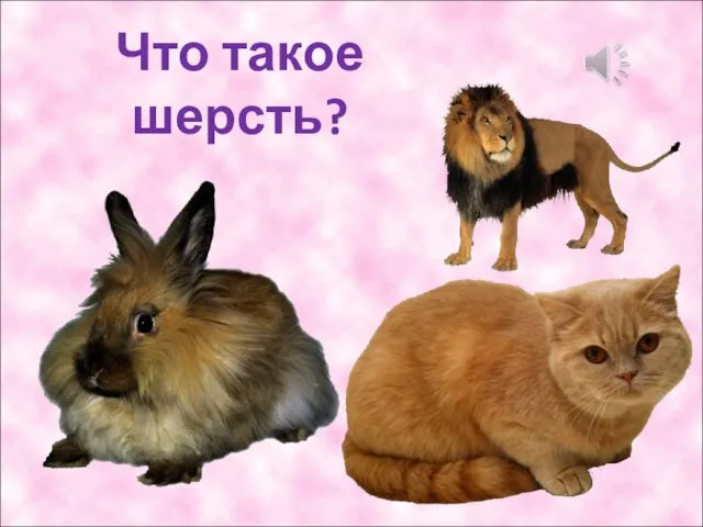 Что такое шерсть?