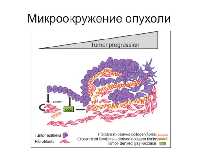 Микроокружение опухоли