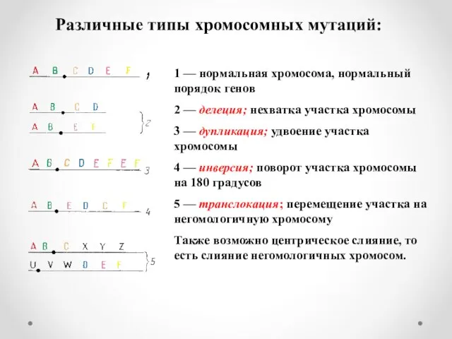1 — нормальная хромосома, нормальный порядок генов 2 — делеция; нехватка участка