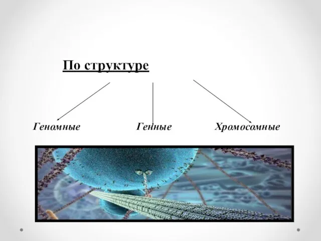 По структуре Геномные Генные Хромосомные